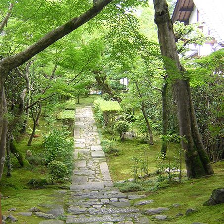 Forest scenery in Kyoto Japan